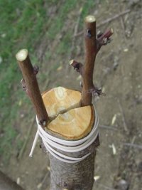 Innesto a spacco pulito